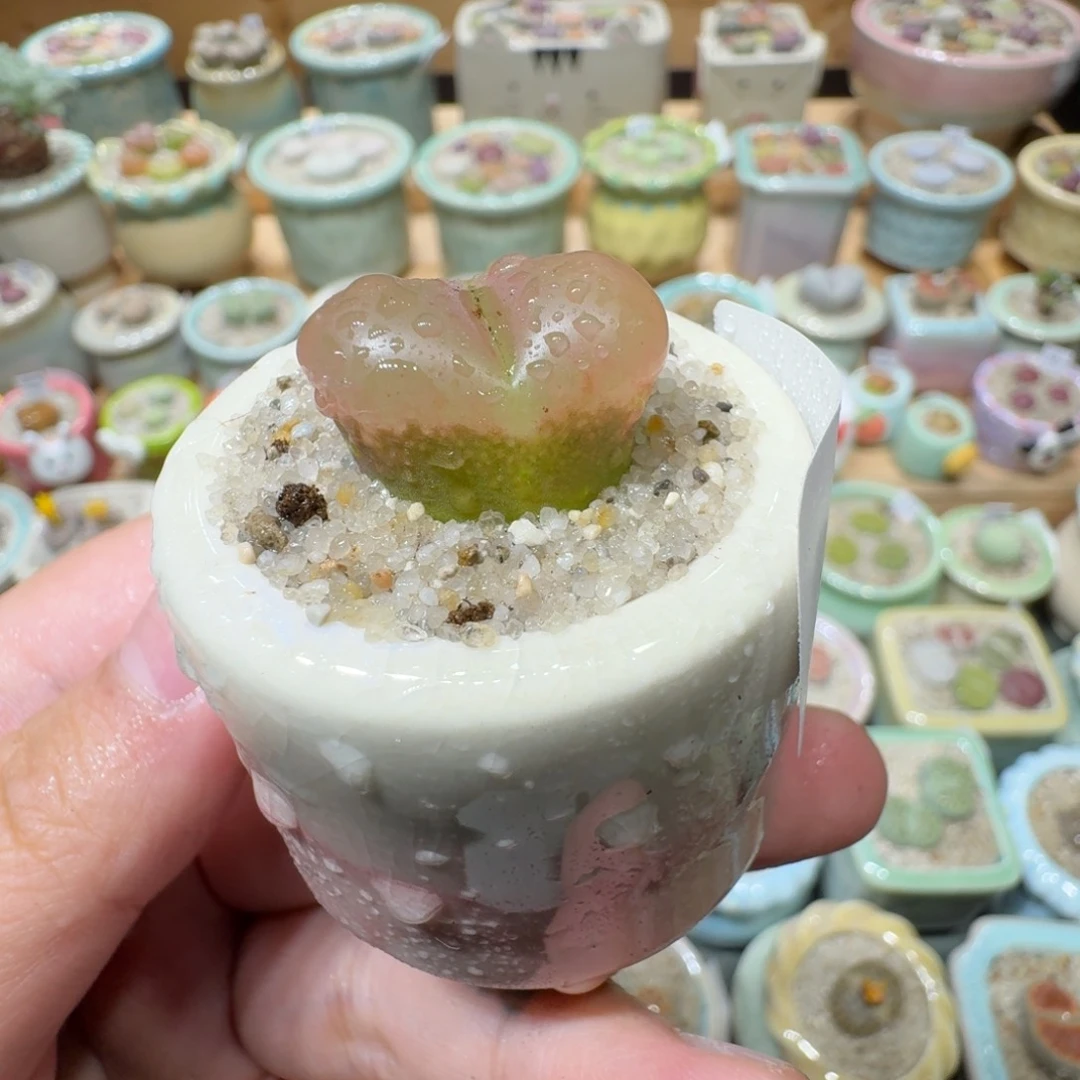 红陶20CM（含）-50CM（不含）蘑菇-216