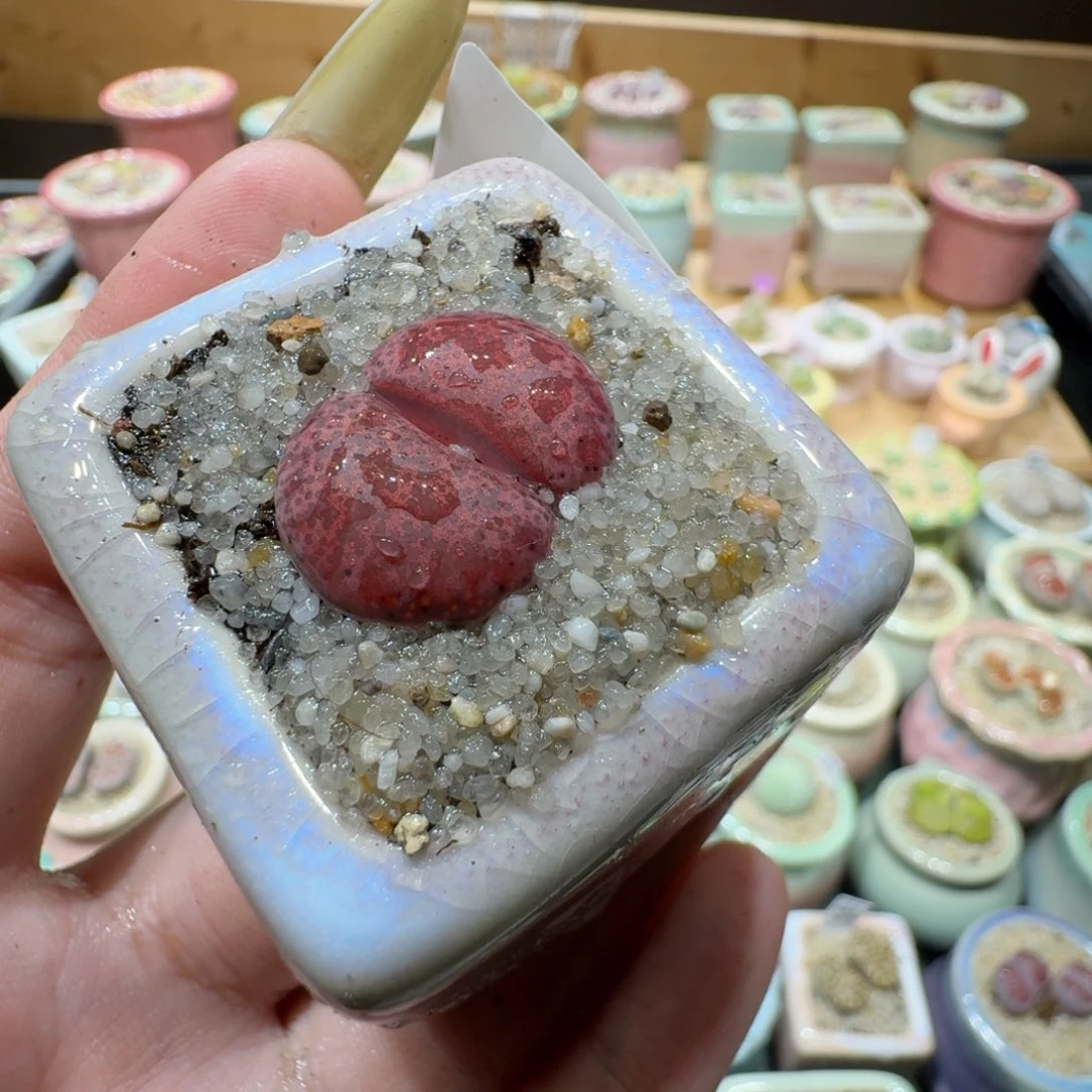 红陶20CM（含）-50CM（不含）蘑菇-830