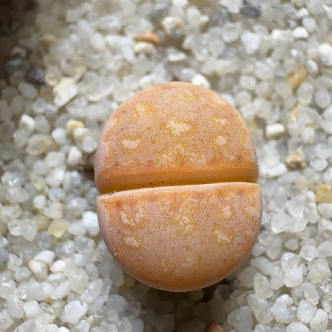 0826-46饼干218a生石花