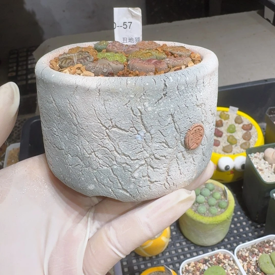 红陶卷*酱1110-65盆