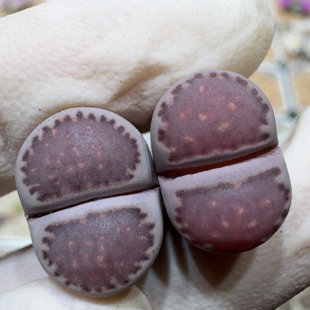 K*1015-86紫饼干紫饼干