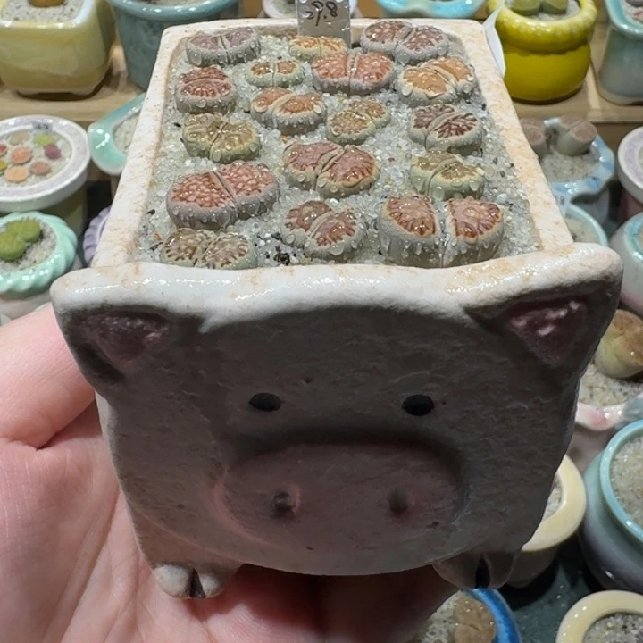 红陶20CM（含）-50CM（不含）蘑菇-157