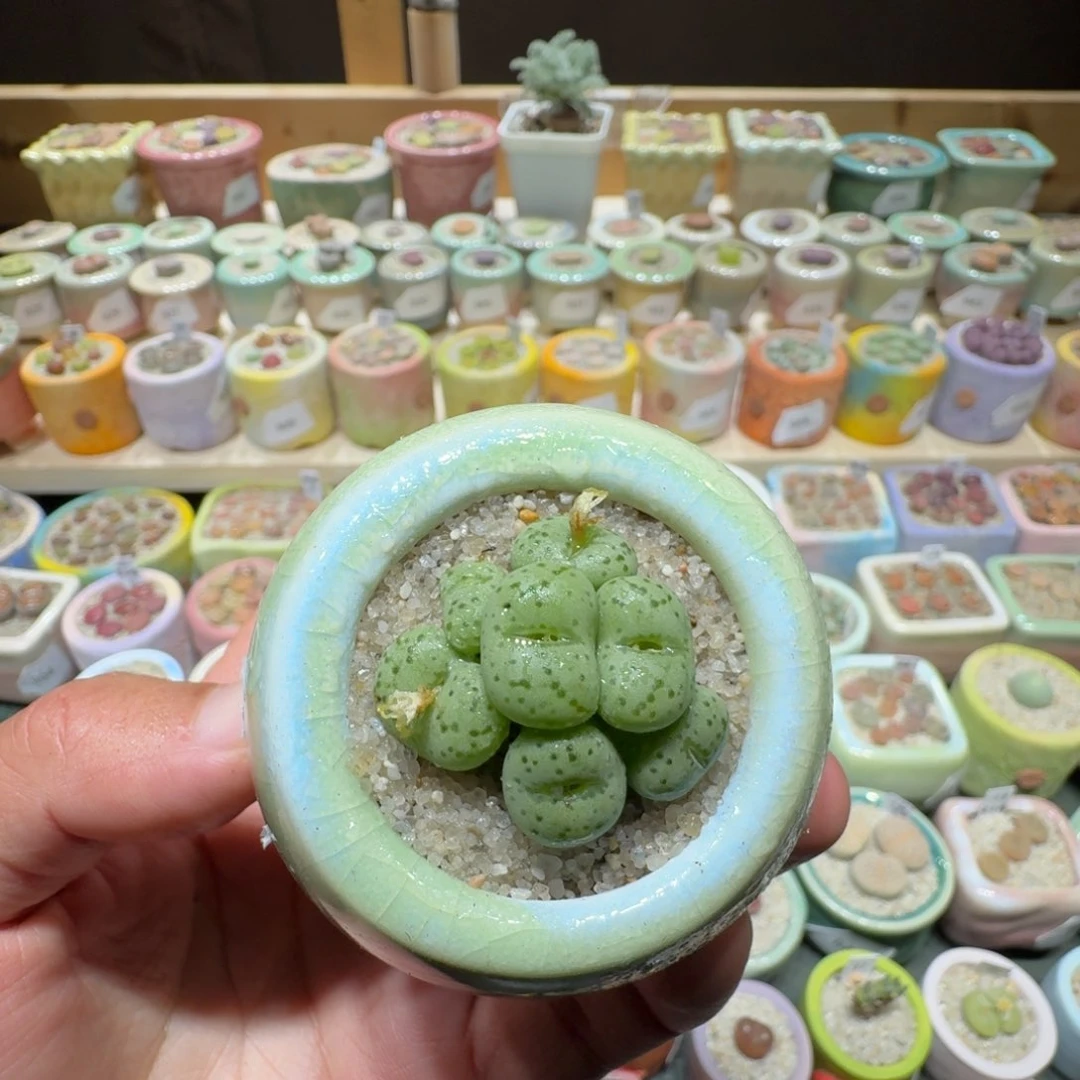 红陶蘑菇999肉赘