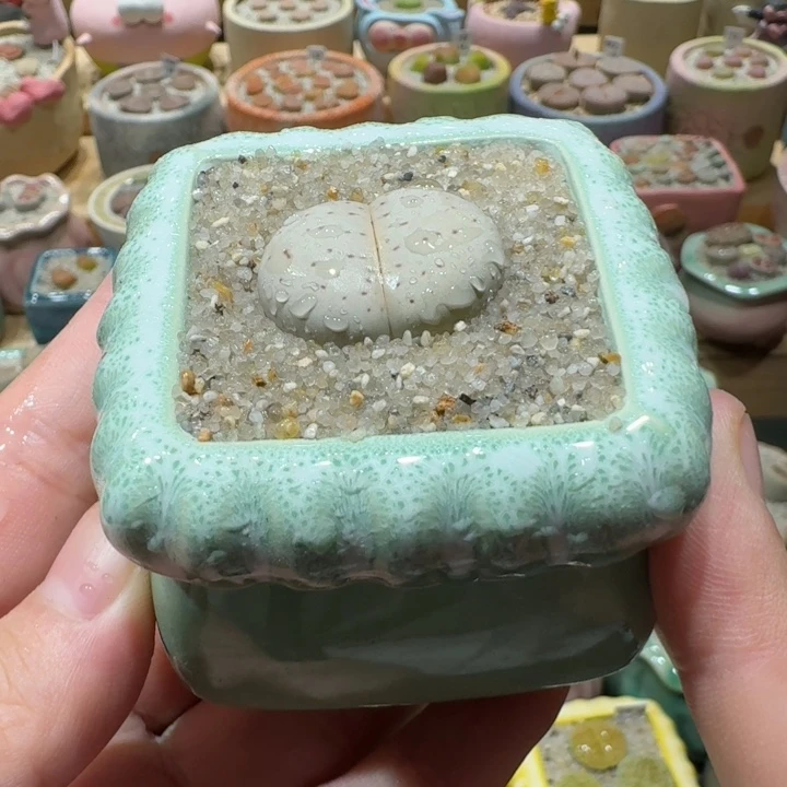 红陶20CM（含）-50CM（不含）蘑菇-716