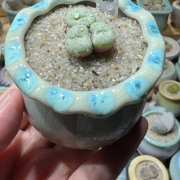 红陶20CM（含）-50CM（不含）奕*蘑菇171
