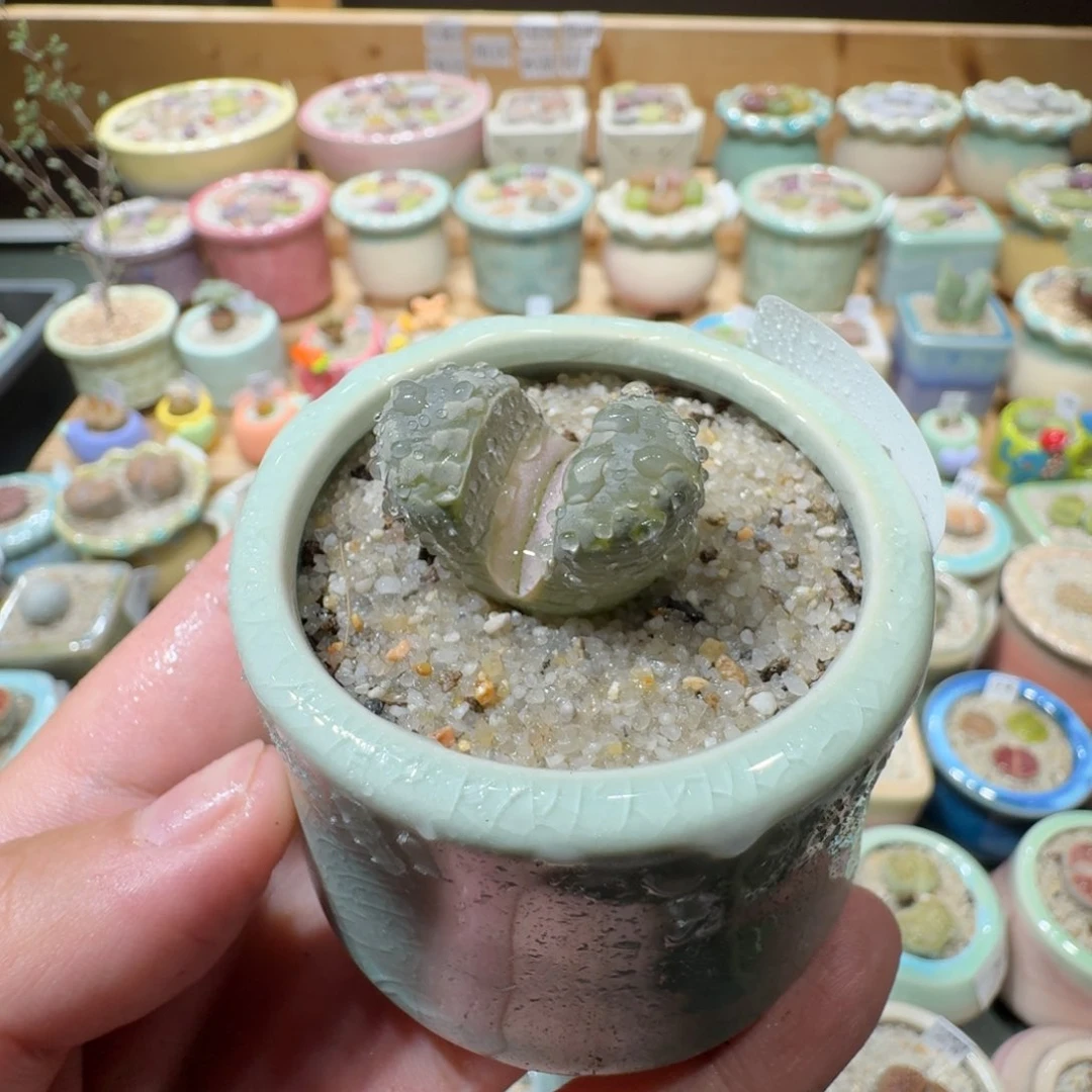 红陶20CM（含）-50CM（不含）蘑菇-355