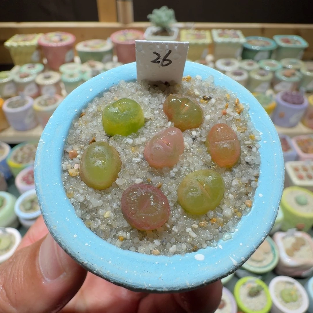 红陶蘑菇990彩毛