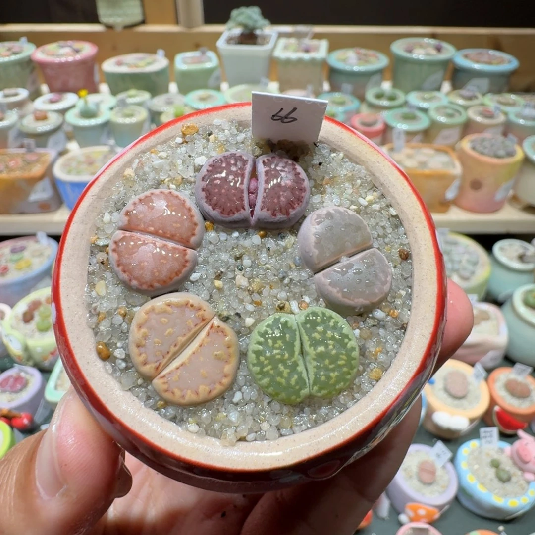 红陶20CM（含）-50CM（不含）蘑菇547
