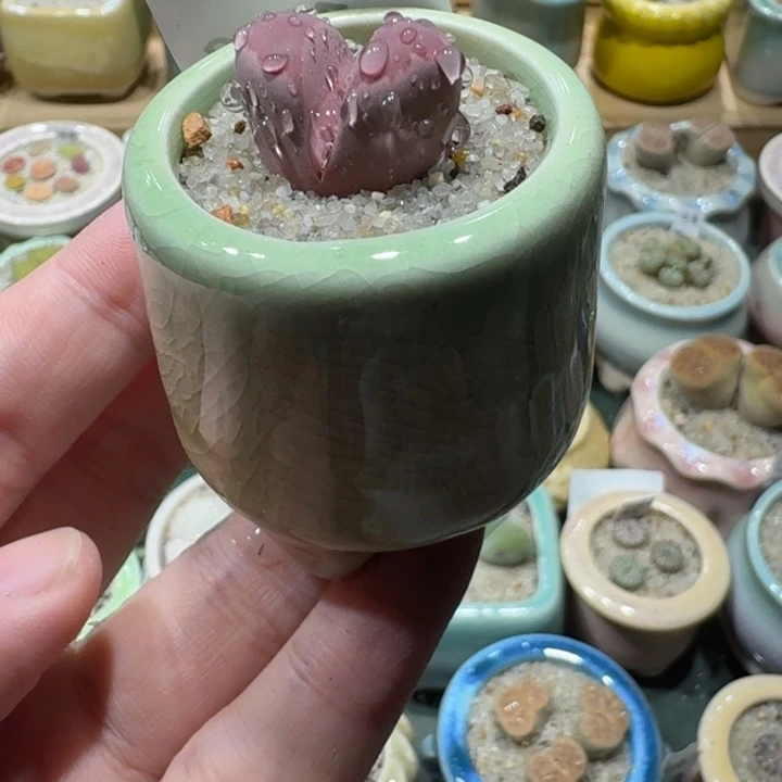 红陶20CM（含）-50CM（不含）蘑菇158