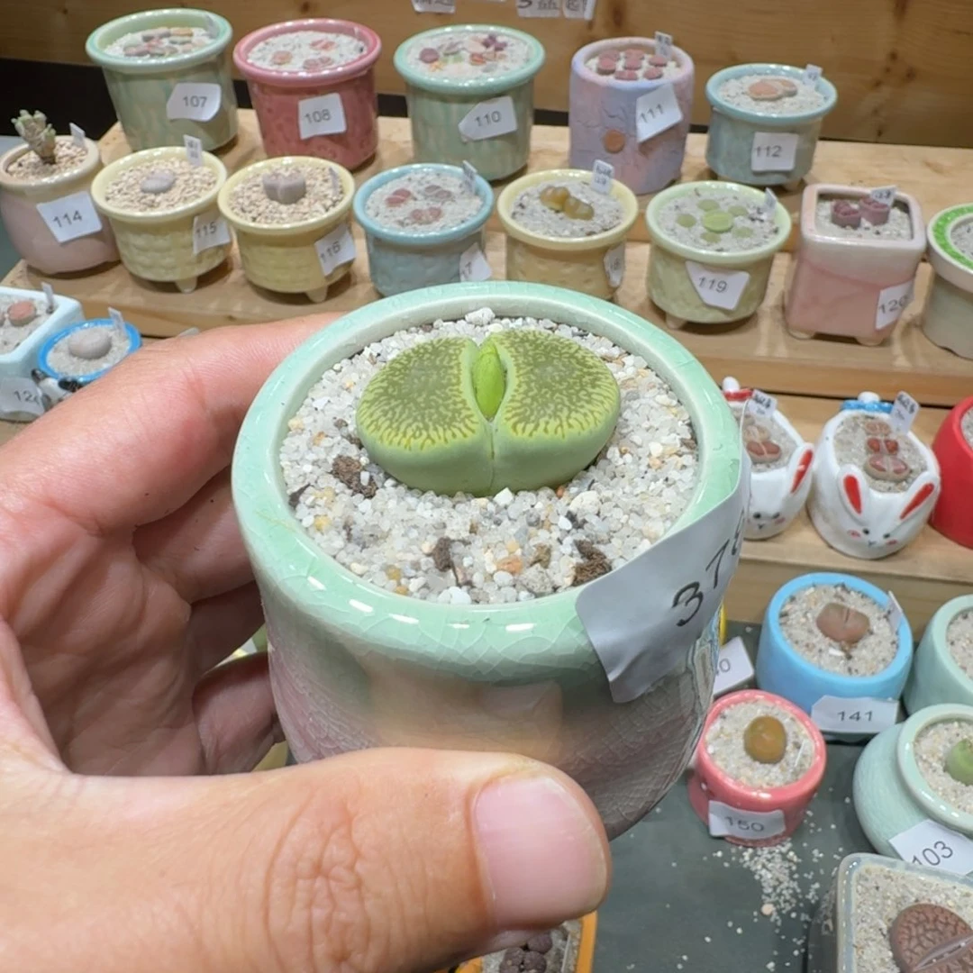 红陶20CM（含）-50CM（不含）蘑菇162