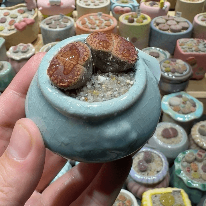 红陶20CM（含）-50CM（不含）蘑菇-709