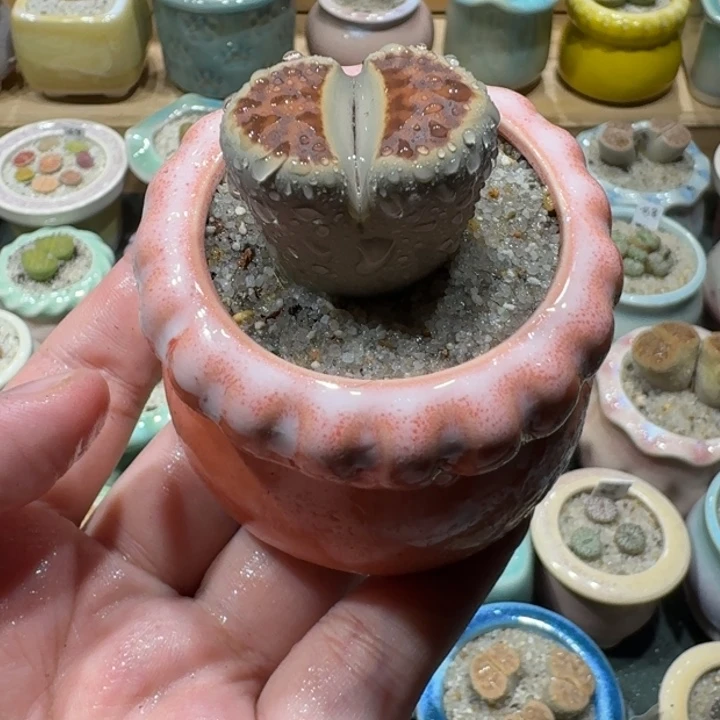 红陶20CM（含）-50CM（不含）蘑菇140