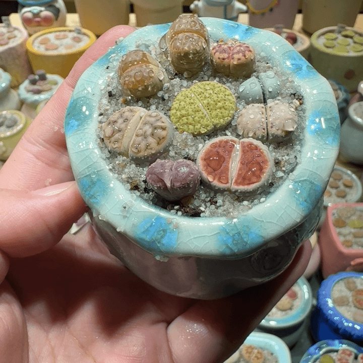 红陶20CM（含）-50CM（不含）蘑菇-017