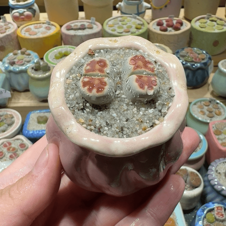 红陶20CM（含）-50CM（不含）蘑菇-099