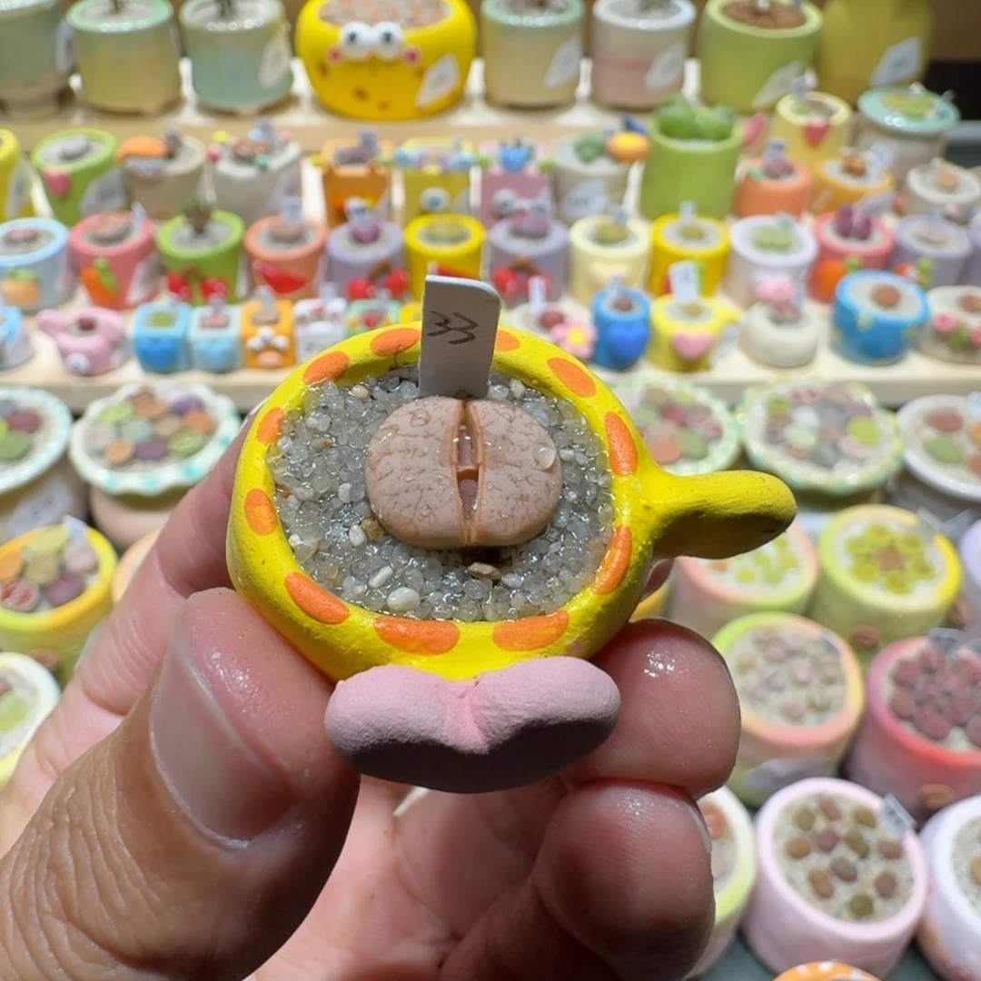 红陶蘑菇282拿铁