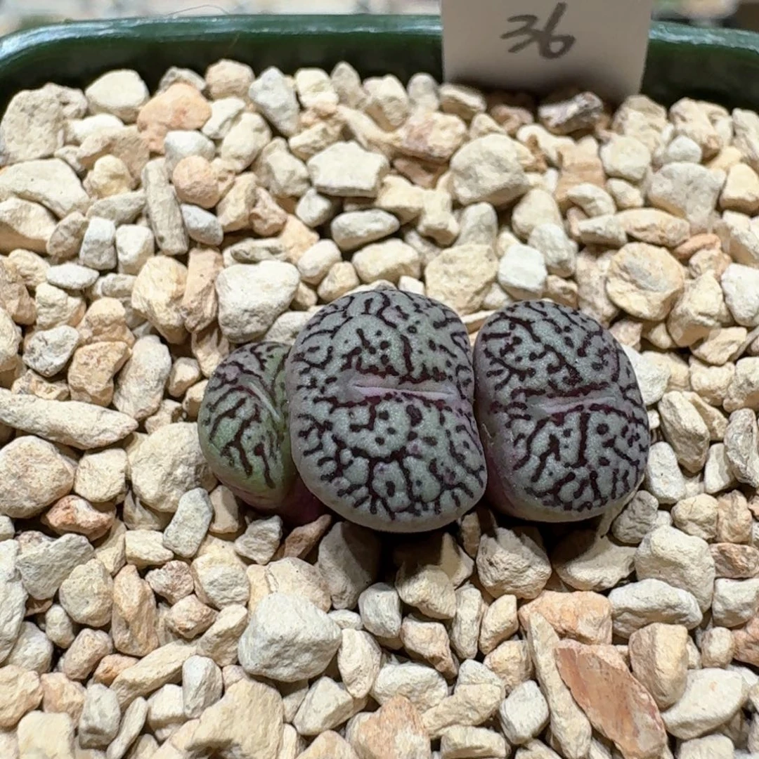 a0919-77肉锥肉锥肉锥