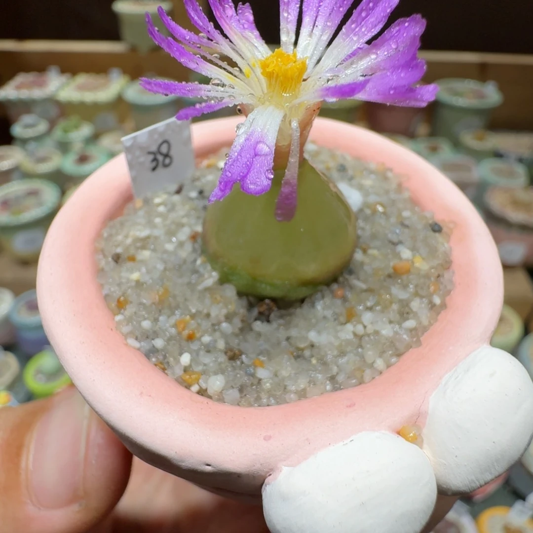 红陶20CM（含）-50CM（不含）蘑菇424