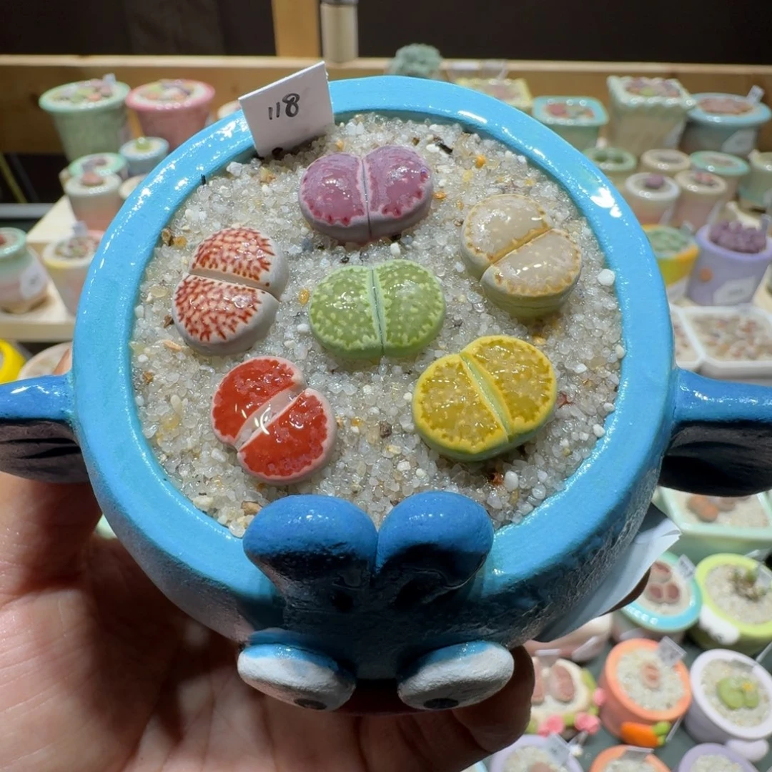 红陶蘑菇777饼干