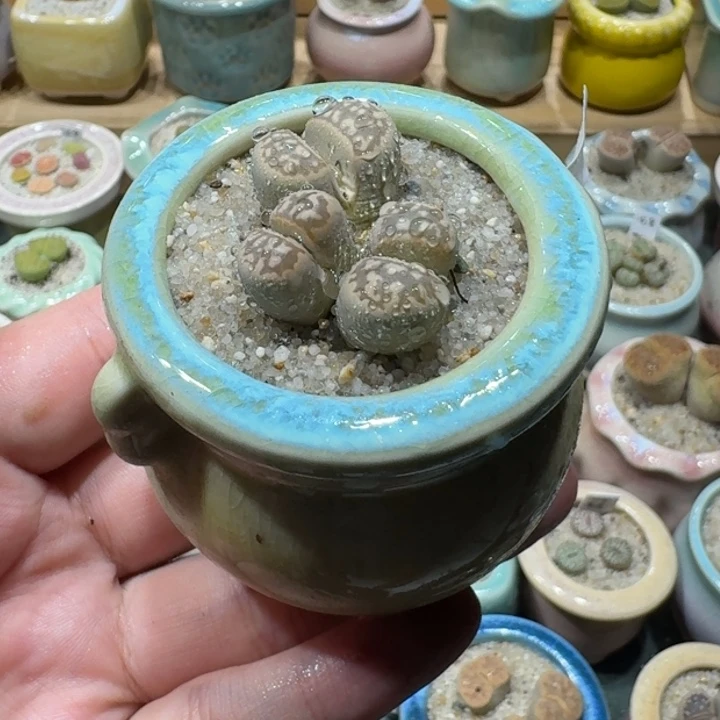 红陶20CM(含)-50CM(不含)蘑菇-123