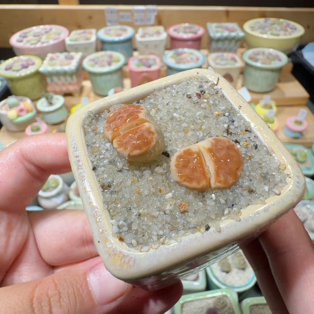 红陶20CM（含）-50CM（不含）蘑菇-423