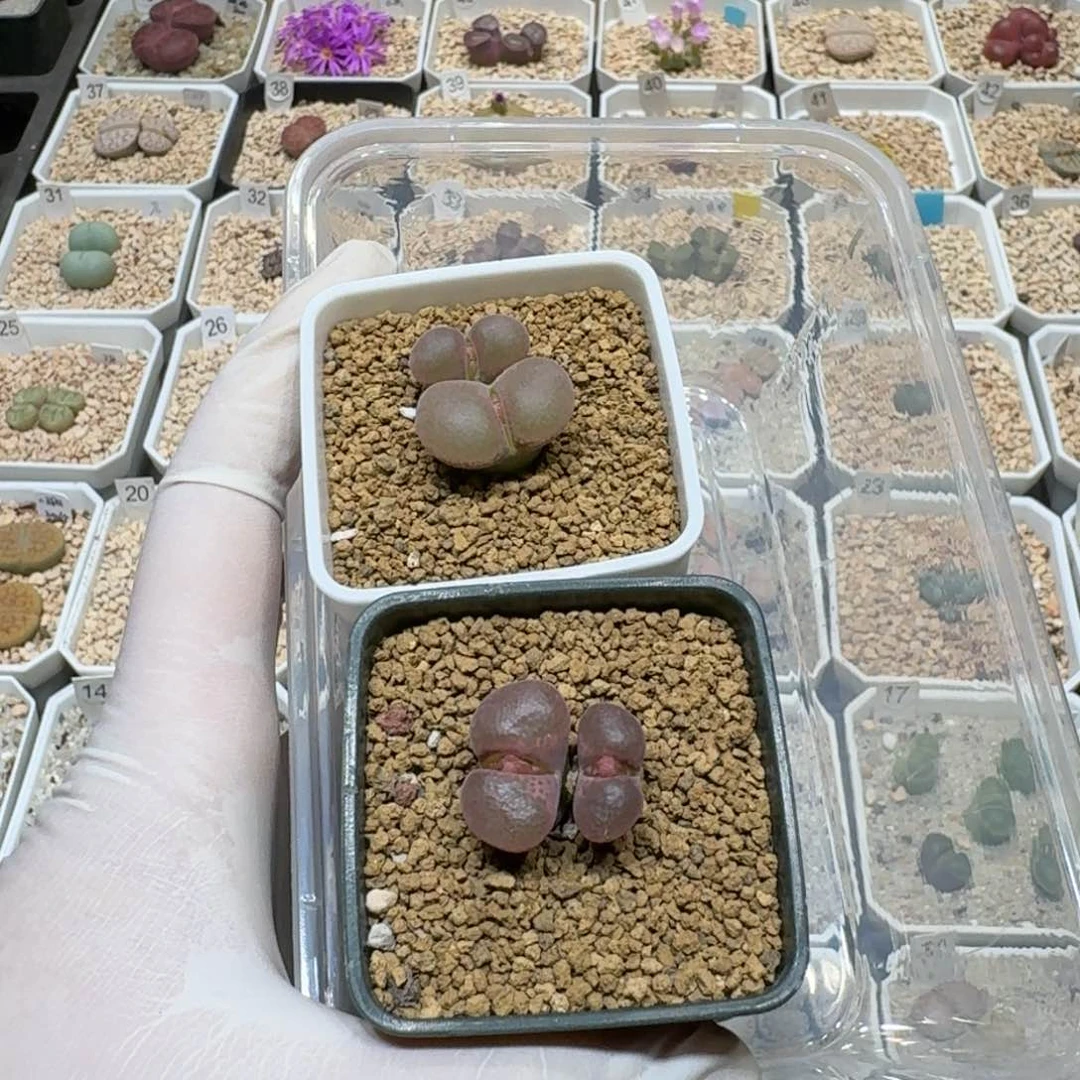 红陶20CM（含）-50CM（不含）a107编号1804.5