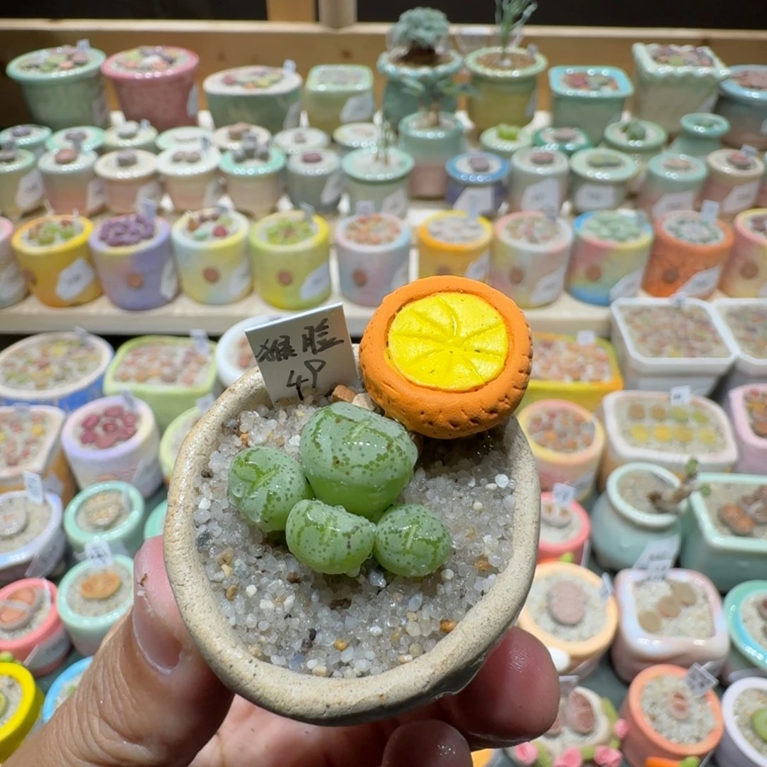 红陶20CM（含）-50CM（不含）蘑菇850