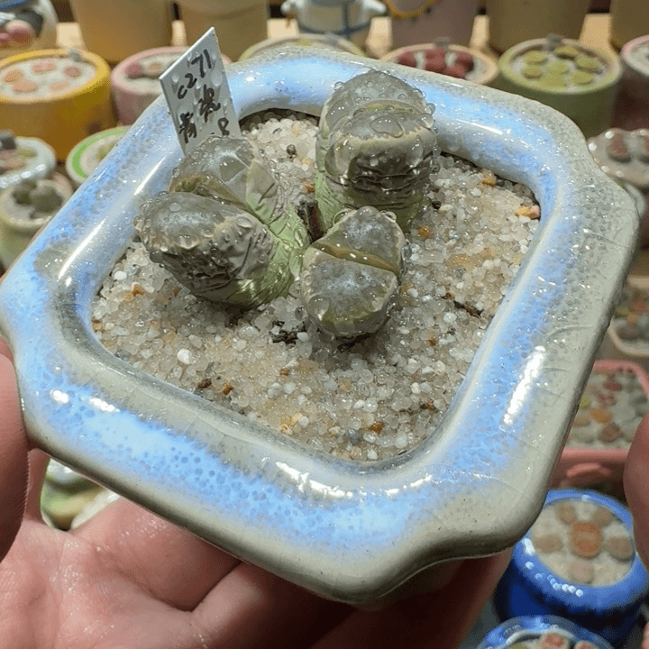 红陶20CM（含）-50CM（不含）蘑菇-792
