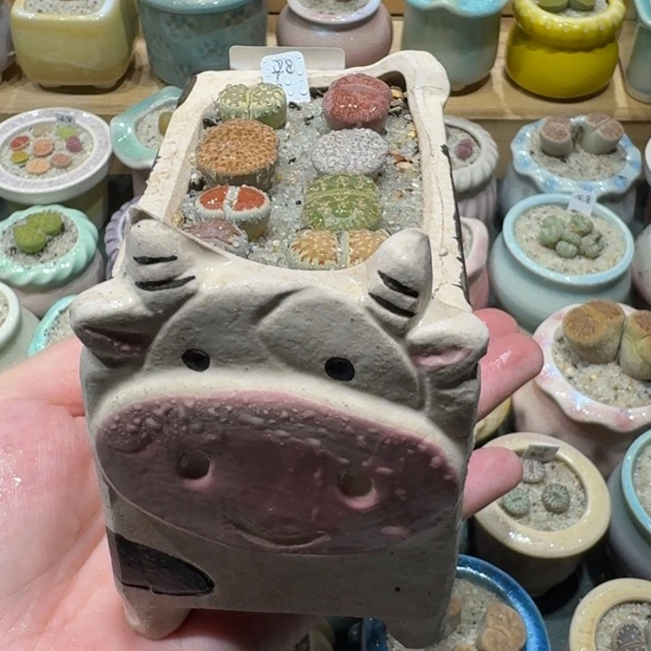 红陶20CM（含）-50CM（不含）蘑菇113