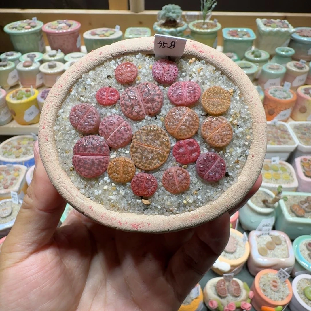 红陶20CM（含）-50CM（不含）蘑菇845