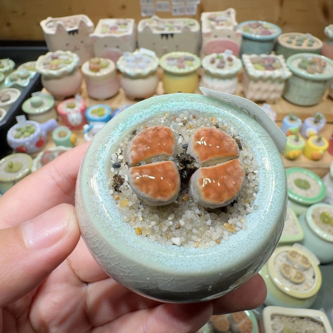 红陶20CM（含）-50CM（不含）蘑菇-306
