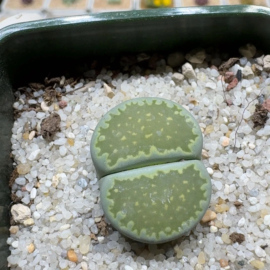 波**坲0922-93绿饼干绿饼干