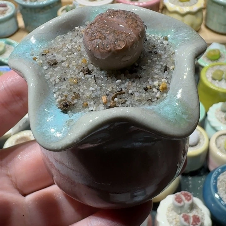 红陶20CM（含）-50CM（不含）蘑菇-185