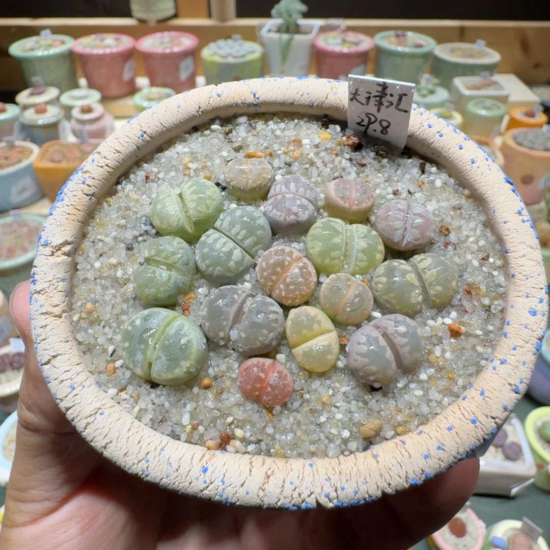 红陶20CM（含）-50CM（不含）蘑菇276