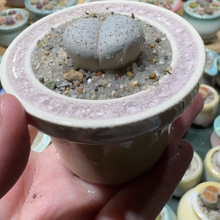 红陶20CM（含）-50CM（不含）蘑菇-135