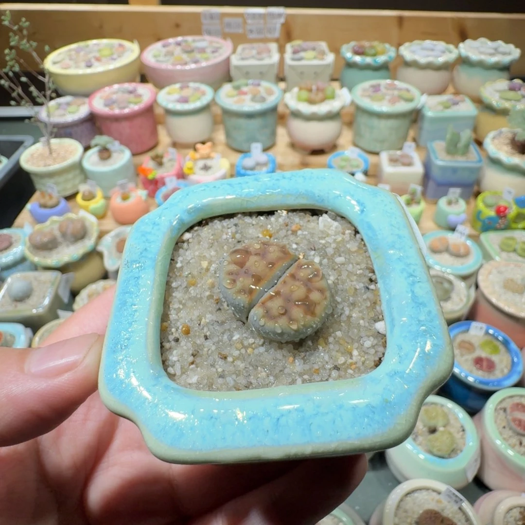 红陶20CM（含）-50CM（不含）蘑菇-349