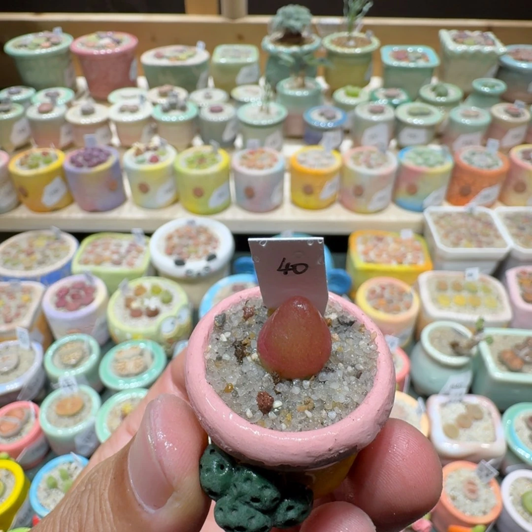 红陶20CM（含）-50CM（不含）蘑菇859