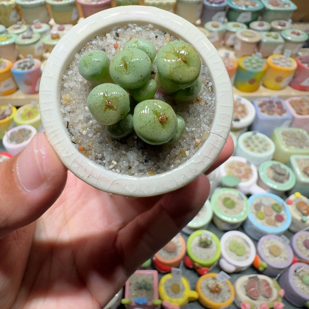 红陶蘑菇657肉赘