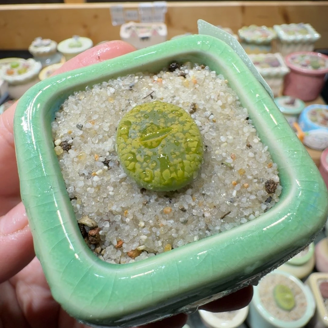 红陶20CM（含）-50CM（不含）蘑菇-826