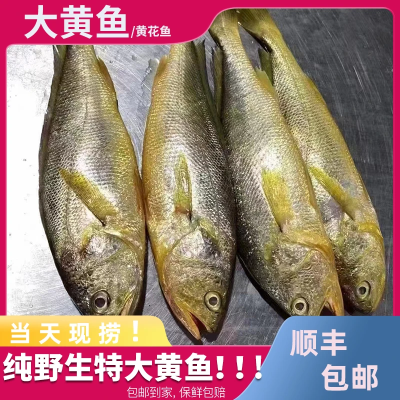 黄沙港新鲜海捕野生大黄鱼3两-5两规格 10条起称 顺丰包邮