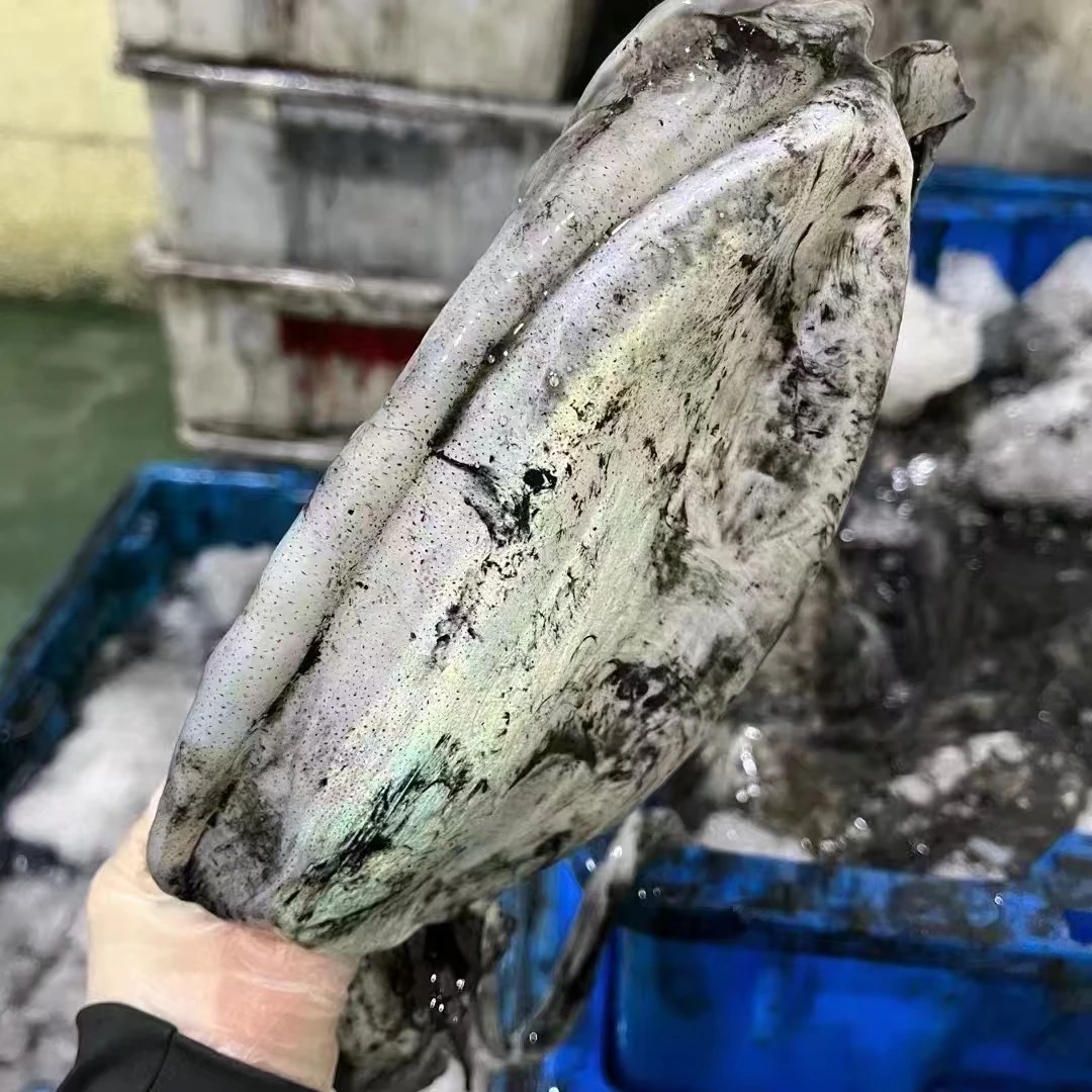 黄沙港雷达网新鲜海捕鱿墨 莱氏拟乌贼 鱿葫芦 软丝 4-6斤装