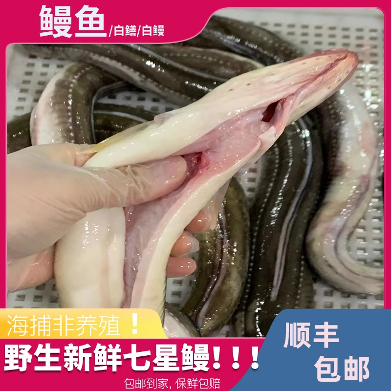 黄沙港海捕称心 星鳗鱼去内脏 海毛鱼 鳗鱼 沙鳗鱼 油鳗鱼