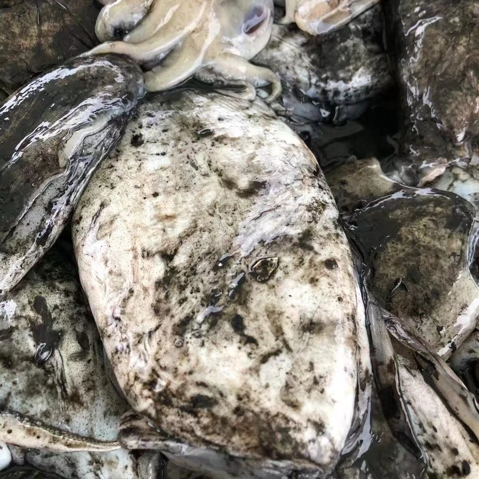 黄沙港海捕墨鱼无包冰不泡发 原浆 6斤装 顺丰包邮 每只1斤以上