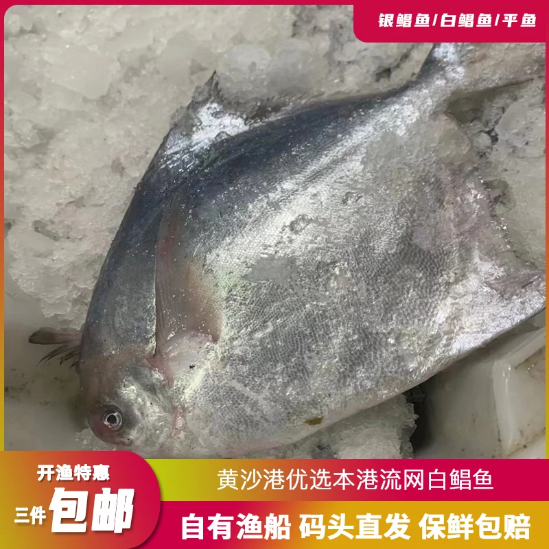 【直播福利】本港野生海捕银鲳鱼
