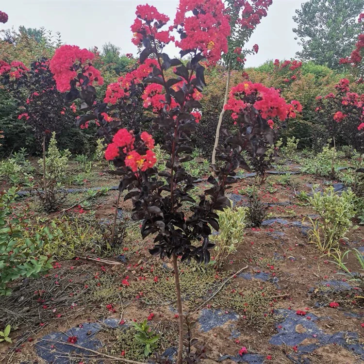 进口美国紫叶丹红紫薇风景树耐寒百日红四季盆栽观叶桂花老桩开花