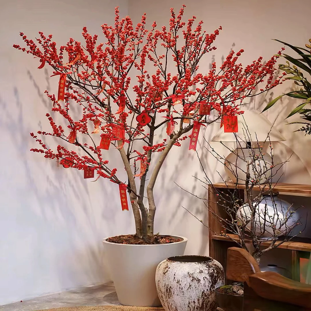 进口北美冬青盆栽红果银柳金弹子南天竹耐寒耐旱年宵花真花树苗