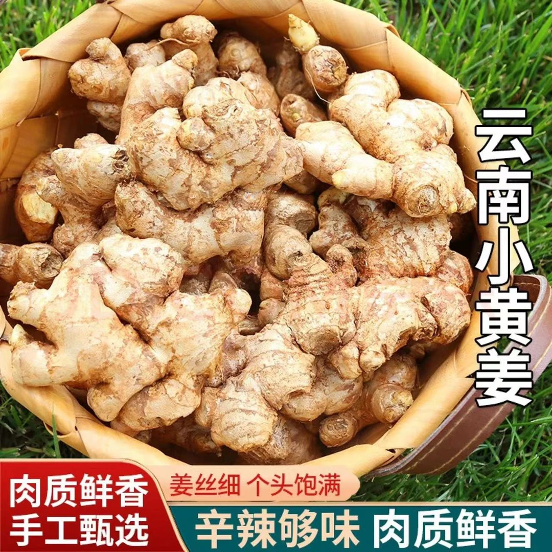 云南正宗高山小黄姜  老姜  鲜姜  现挖现发 坏果包赔提味佳品