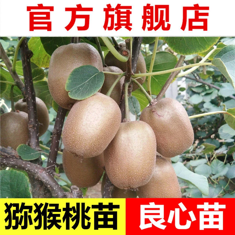 猕猴桃苗嫁接红阳猕猴桃树苗徐香盆地栽绿植盆景庭院阳台正宗品种