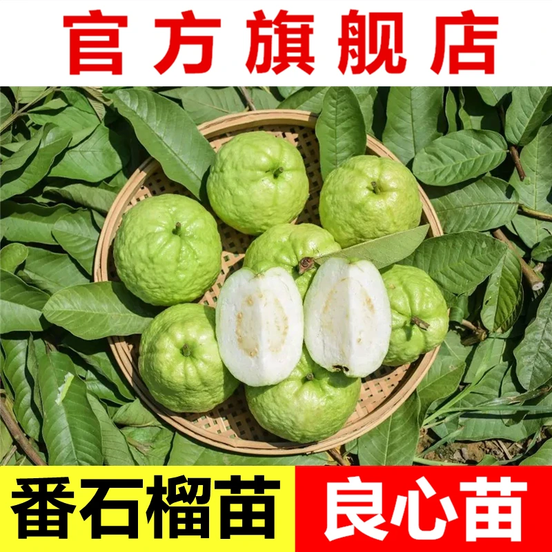 西瓜芭乐白心珍珠番石榴红心少籽红宝石嫁接南方盆栽地栽果树苗