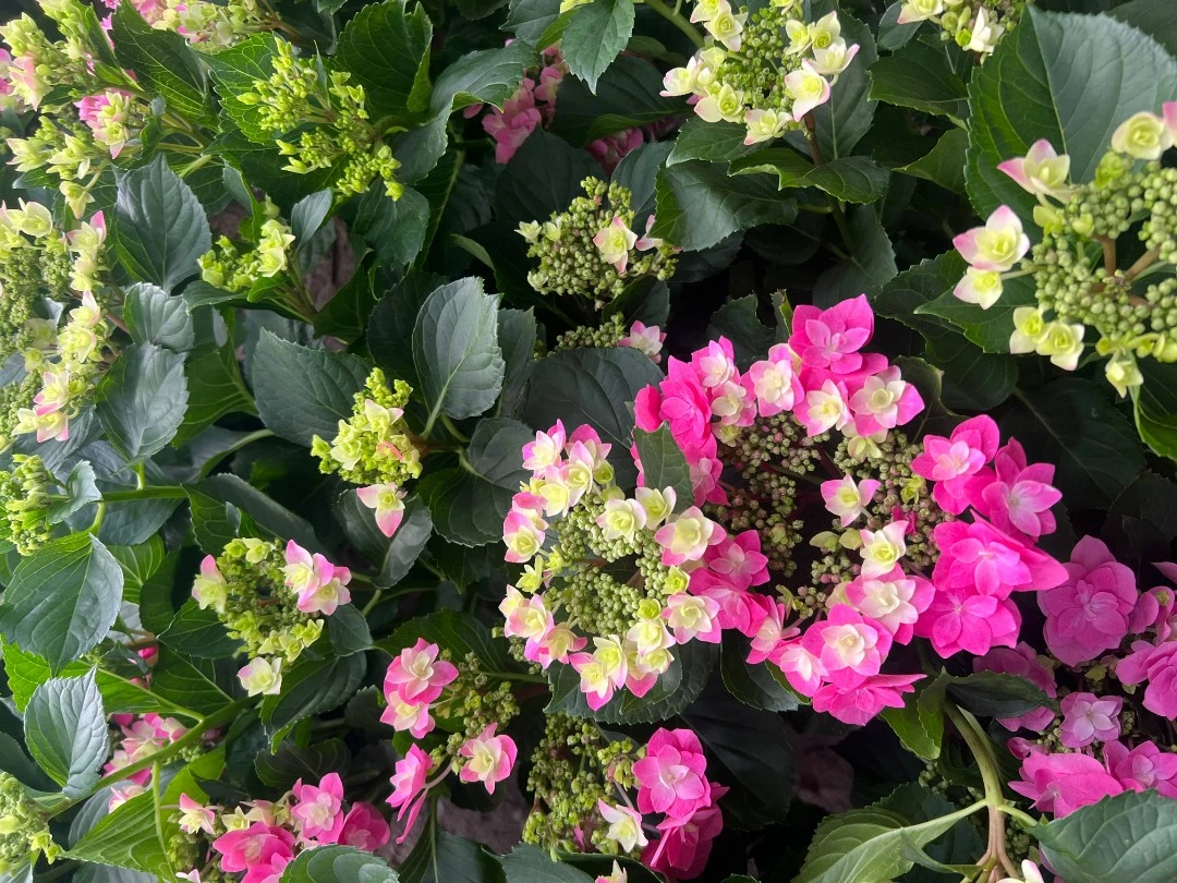 【扶摇花卉直播间】绣球盆栽绿植稀少施肥开花大叶春天生长植株