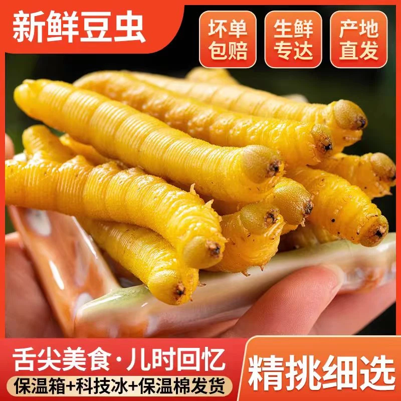 新鲜饱满山东豆虫豆丹食用高蛋白昆虫鲜活速冻烧烤酒店食材食品